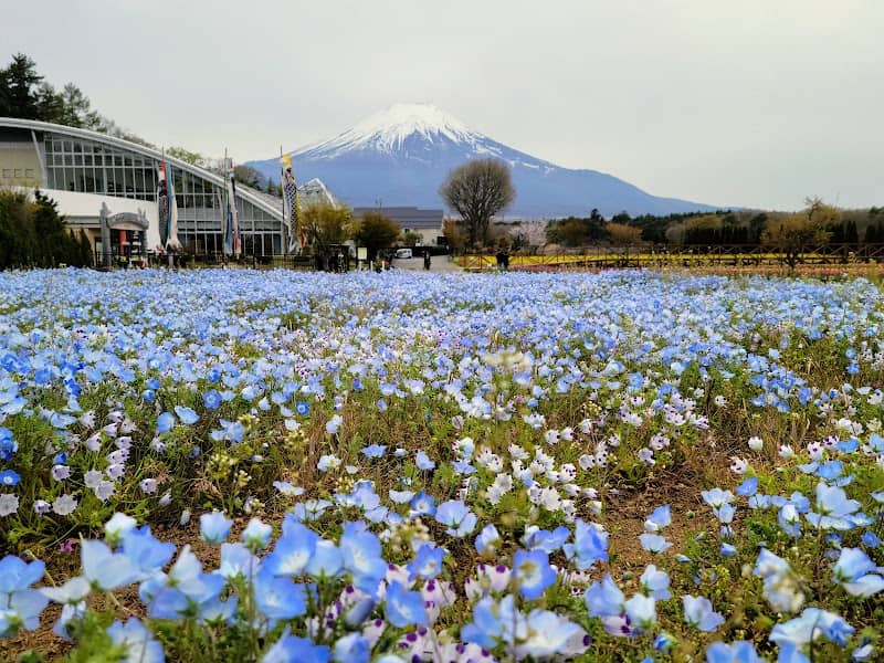 Yamanakako Hana no Miyako Park - Image 2