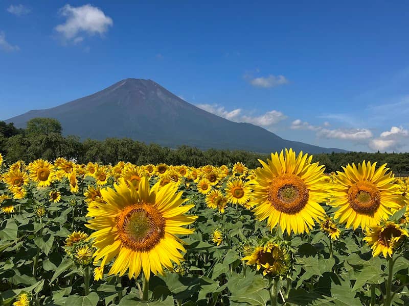Yamanakako Hana no Miyako Park - Image 3