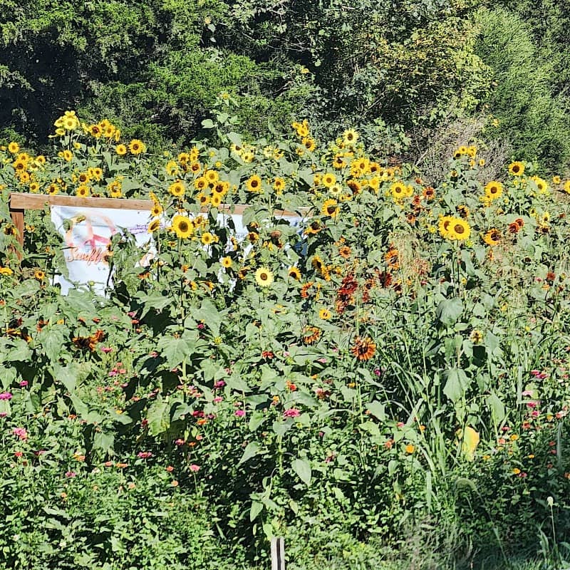Sunflower Dreams Lavender Farm llc - Image 2