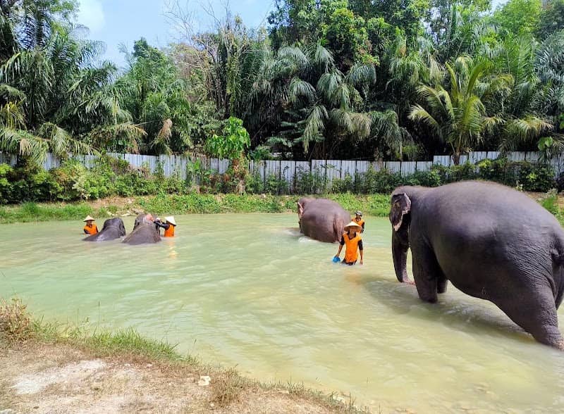 Elephant Jungle Sanctuary Phuket (Bang Tao Branch) - Image 3