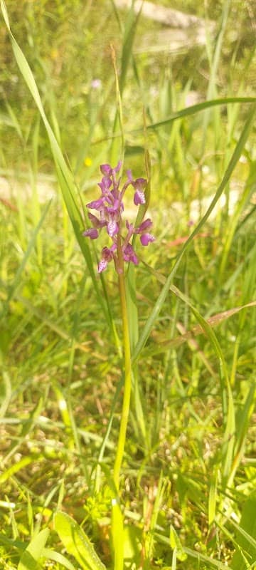Bosco Laurito - Image 1