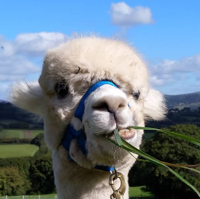 Lakemoor Alpacas - Image 1