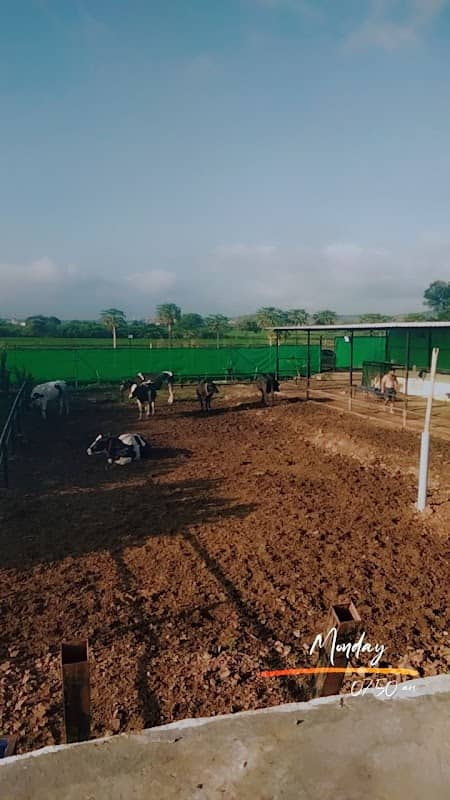 Thorat dairy farm - Image 1