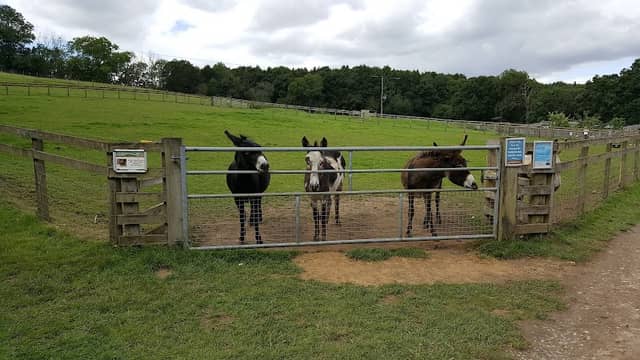 Bucklebury Farm & Deer Safari Park - Image 1
