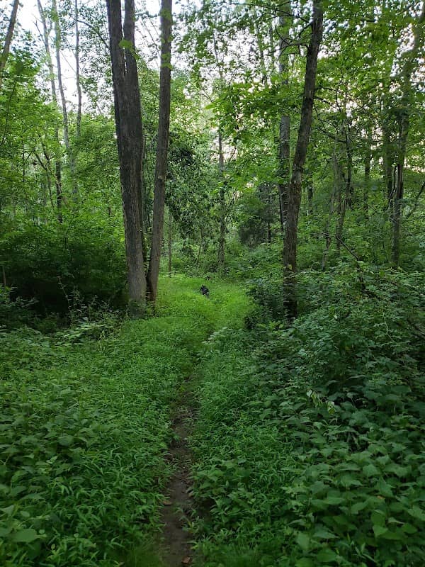 Schick Reserve - Image 2