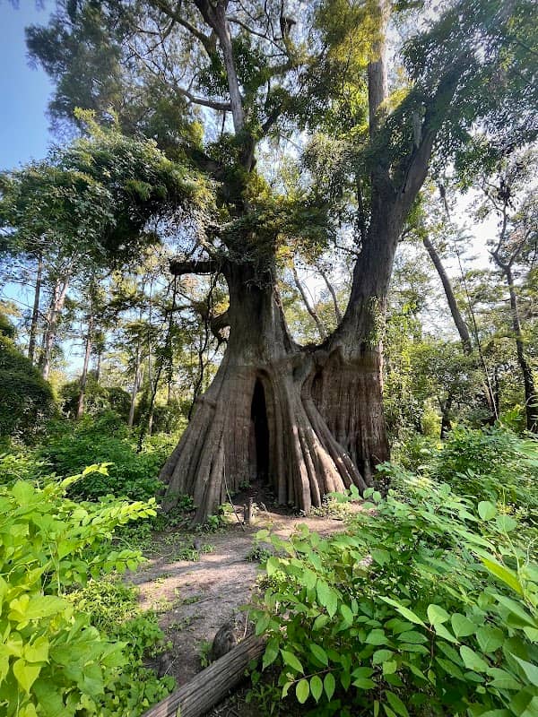 Cat Island Cypress - Image 3