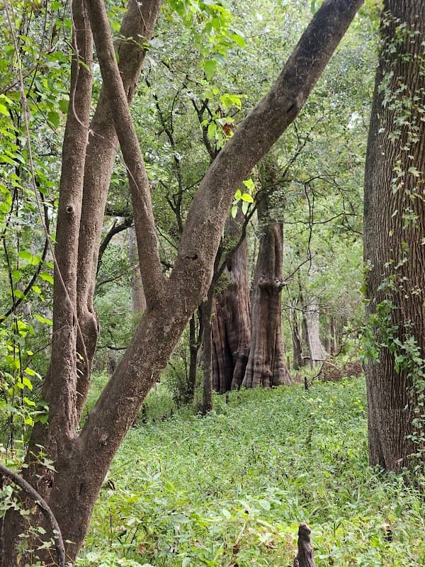 Cat Island Cypress - Image 2