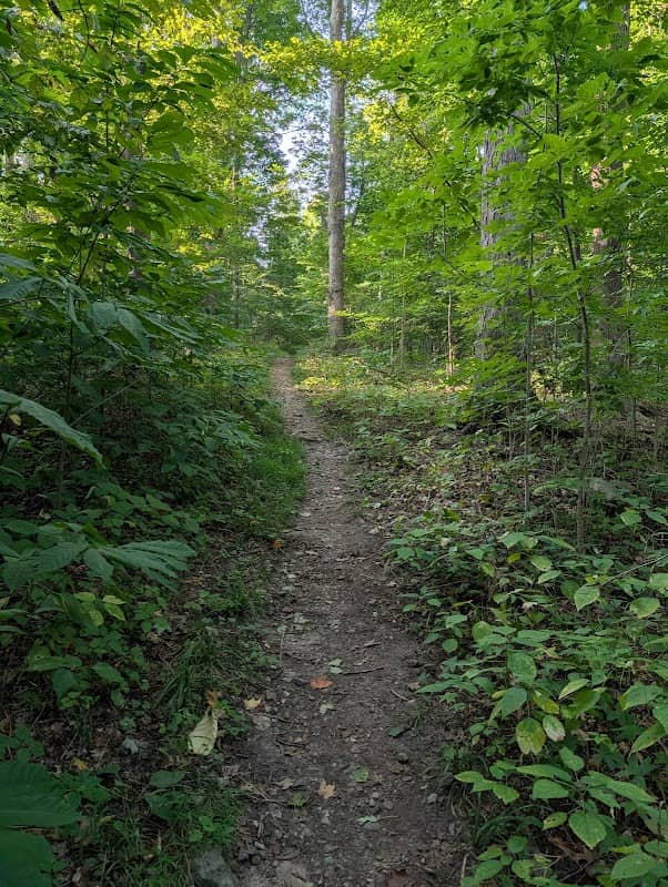 Oppenheim Woods - Image 1