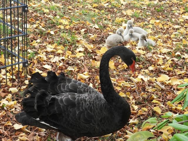 Schloss Park - Image 1
