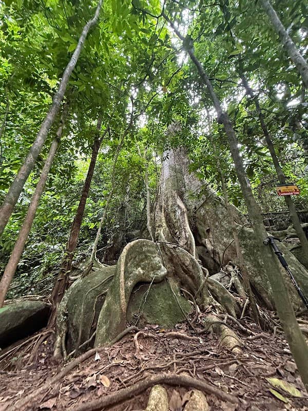 Giant Tree - Image 1