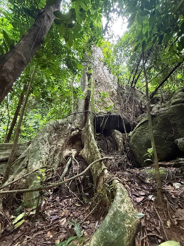 Giant Tree - Image 2