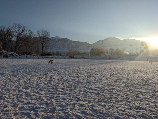 Dog Park - Image 1