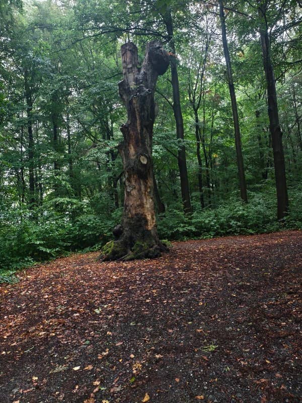 Park Heinrichsruh - Image 1