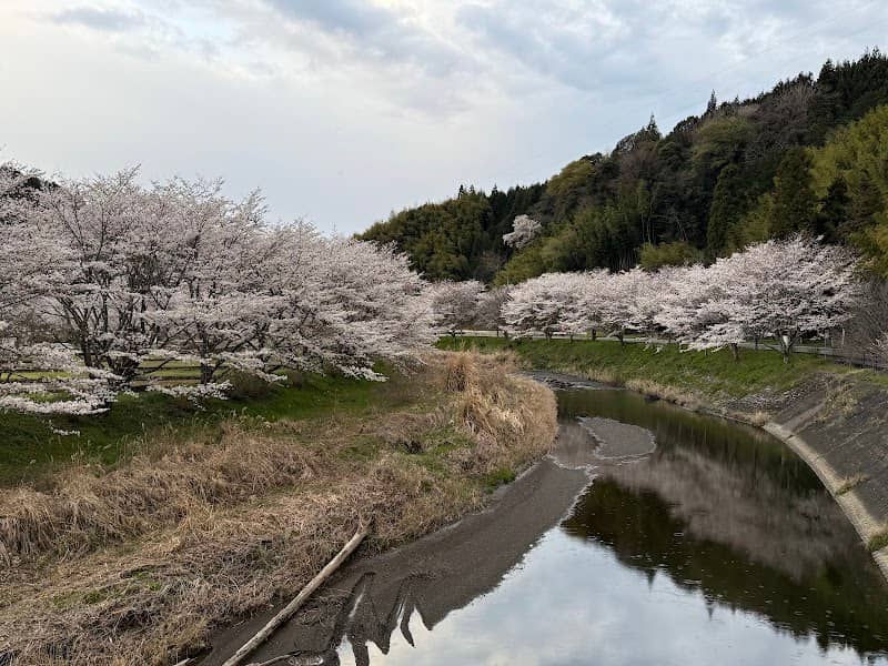巡沢桜街道 - Image 1