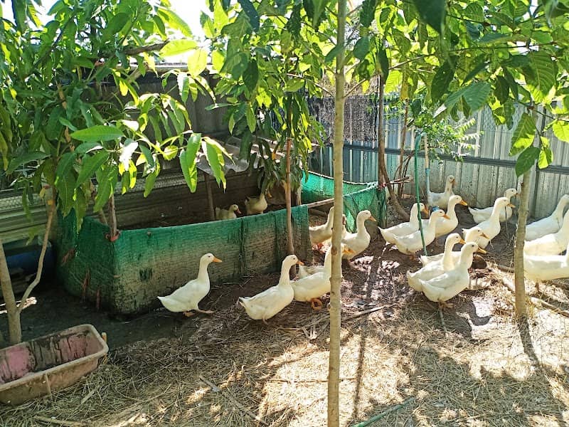 บ้านสวนแก้วกาญจน์คลองสี่ - Image 2