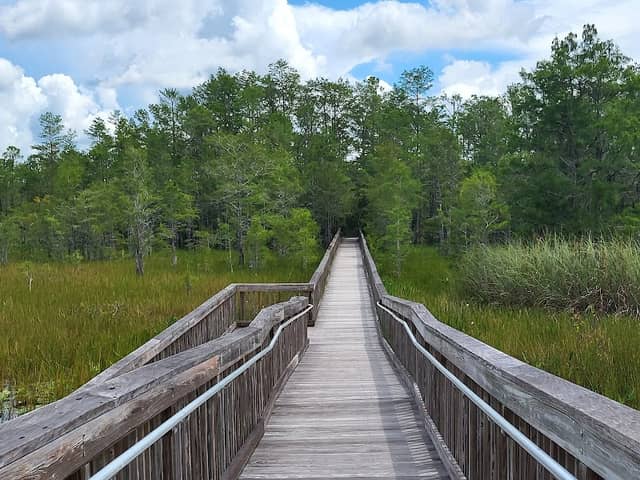 Grassy Waters Preserve - Image 3