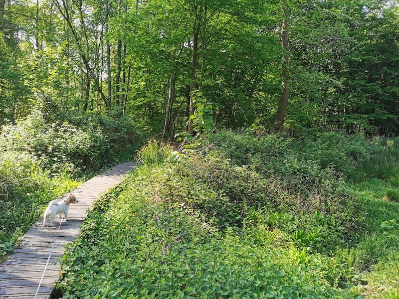 Norsey Wood Nature Reserve - Image 1