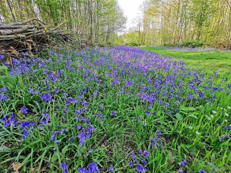 Norsey Wood Nature Reserve - Image 2