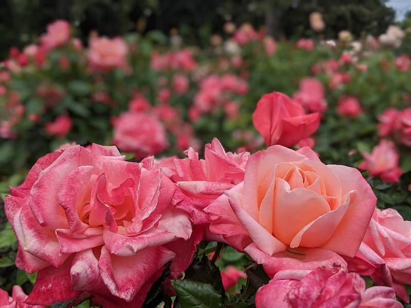 Rose Garden - Image 3
