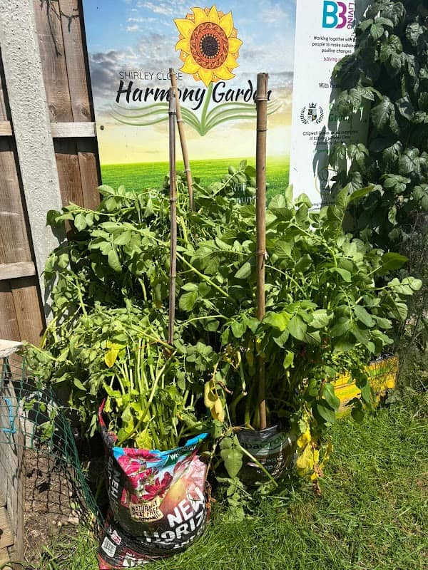 Harmony garden - Image 1