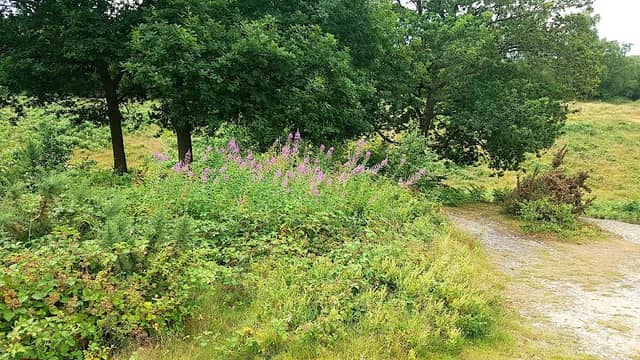 National Trust - Headley Heath - Image 2