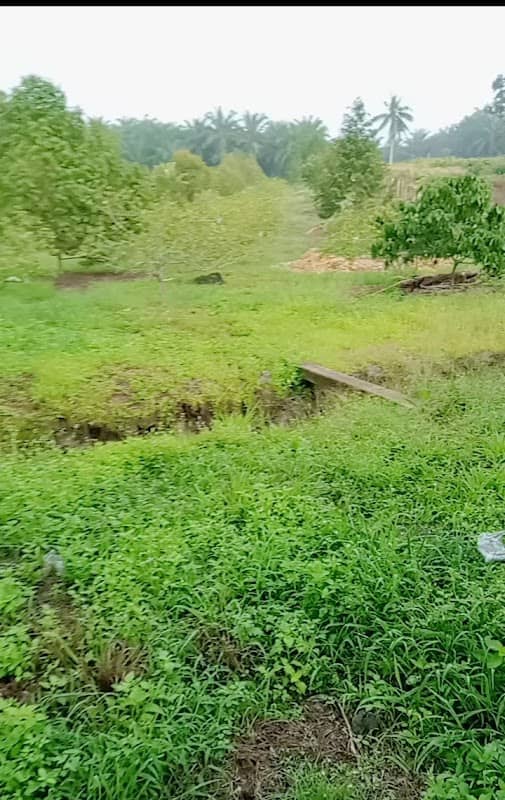 Perkebun durian dan jambu keristal - Image 1