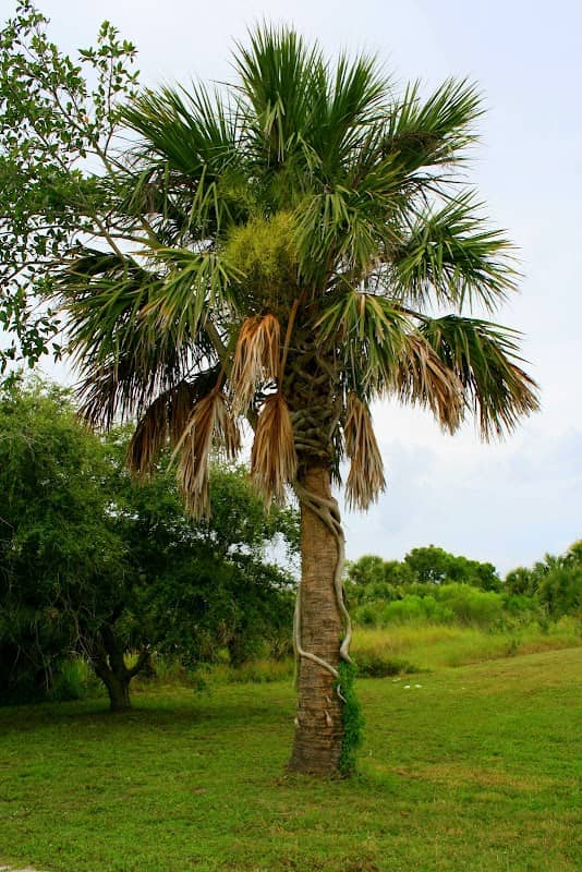 Pelican Island National Wildlife Refuge - Image 2