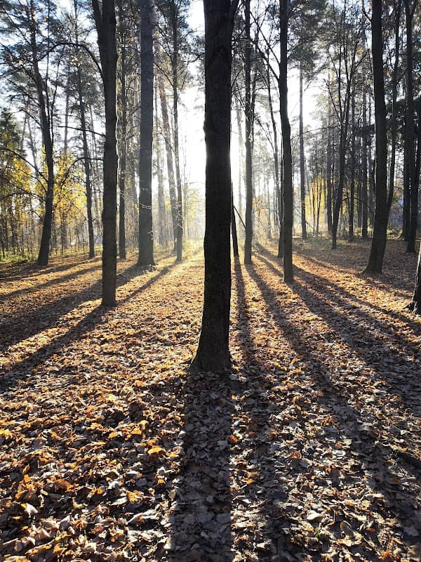 Berezovaya Roshcha - Image 1