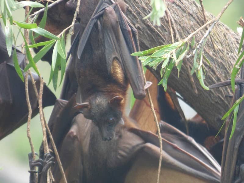 Calliope Flying Fox Roost - Leixlip Creek - Image 1