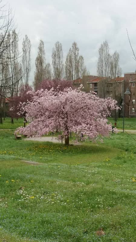 Parco Elancourt - Image 1