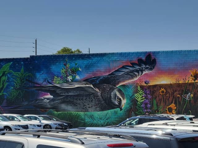 Northern Harrier Mural - Image 2