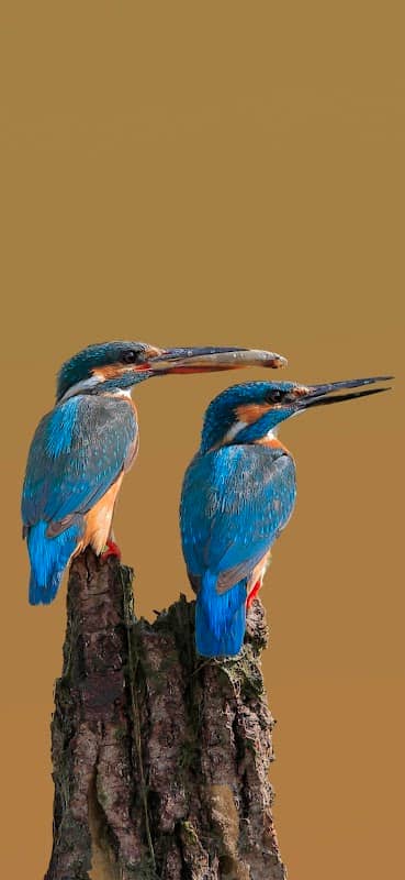 Kingfisher Bird Sanctuary - Image 2