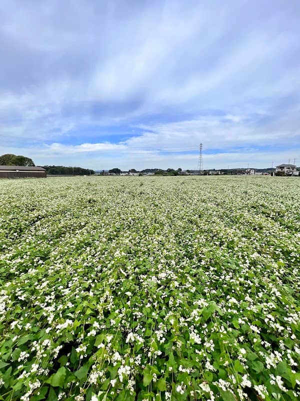 大類そば畑 - Image 1