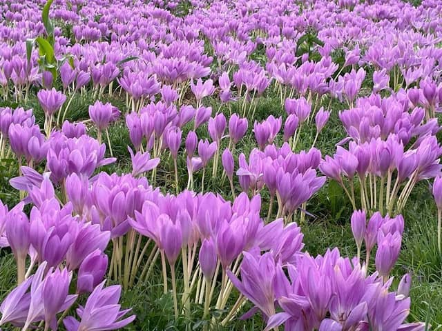 Treasure Valley Crocus - Image 1