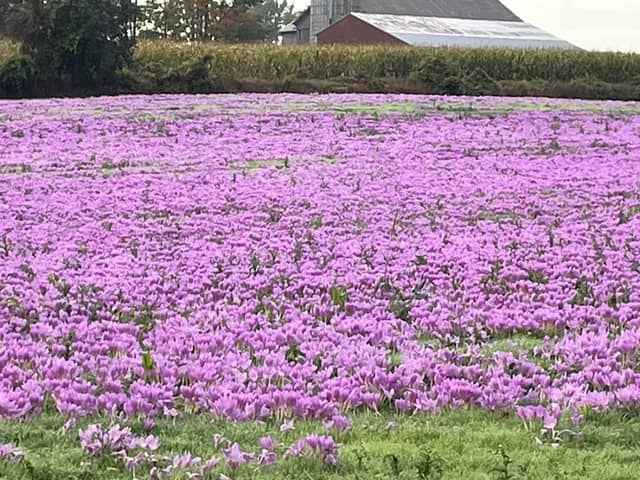 Treasure Valley Crocus - Image 2