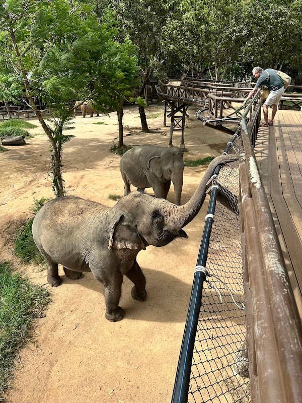 Samui Elephant Kingdom Sanctuary - Image 3
