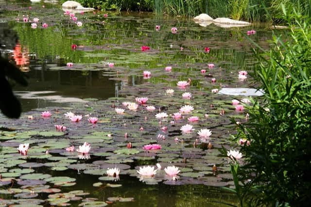 Lotuspflanzen - Image 2