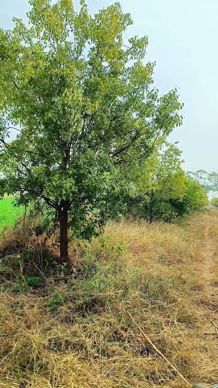 चंदन फार्म (Shivaji Bhabad) - Image 1