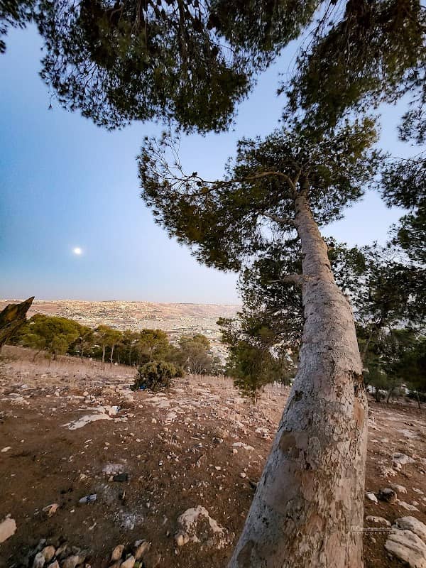 ام الدنانير - Image 1