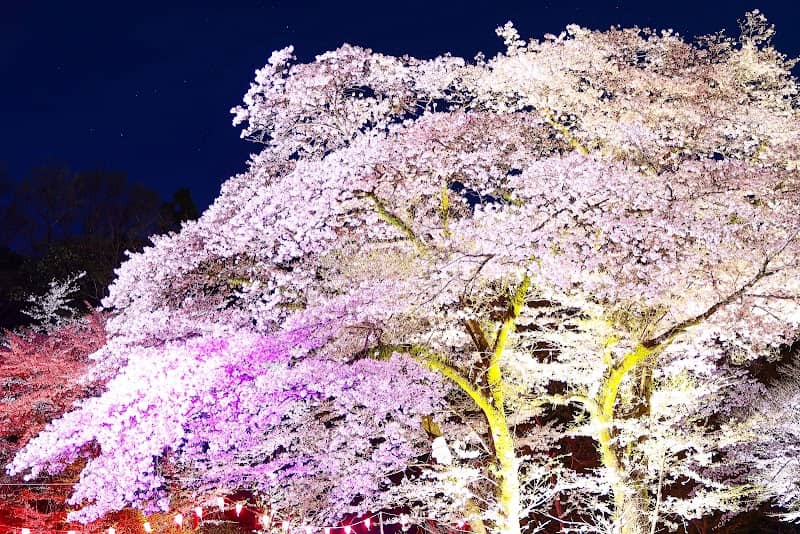 桜の広場 - Image 1