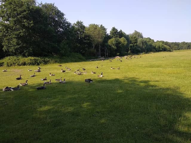 Weald Country Park - Image 2
