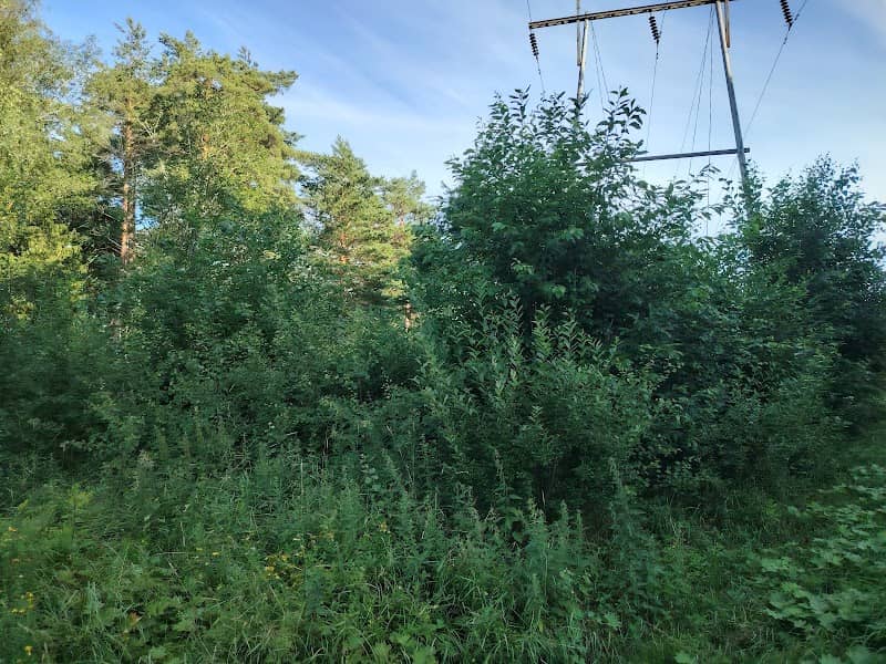 Päitsipuisto - Image 1