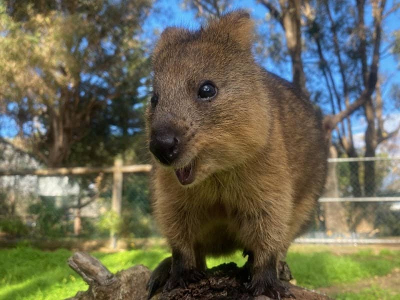 Bunbury Wildlife Park - Image 1