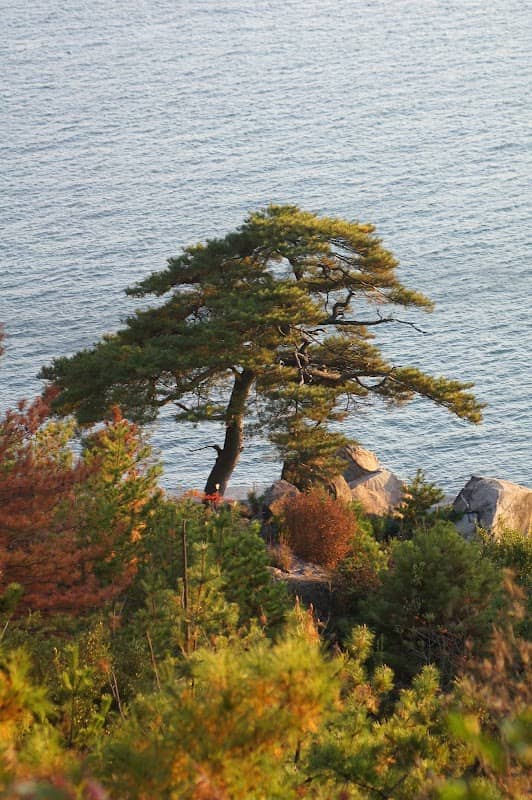 一本松 - Image 1