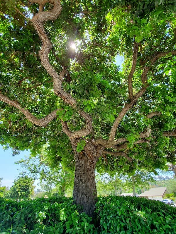 Knotty Pine Park - Image 5