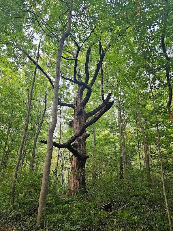 Edison Woods Preserve - Darke County Parks - Image 1