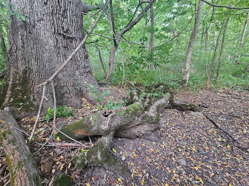 Edison Woods Preserve - Darke County Parks - Image 2