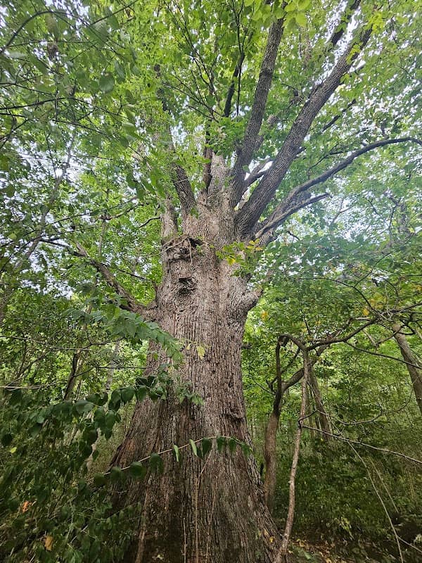 Edison Woods Preserve - Darke County Parks - Image 3