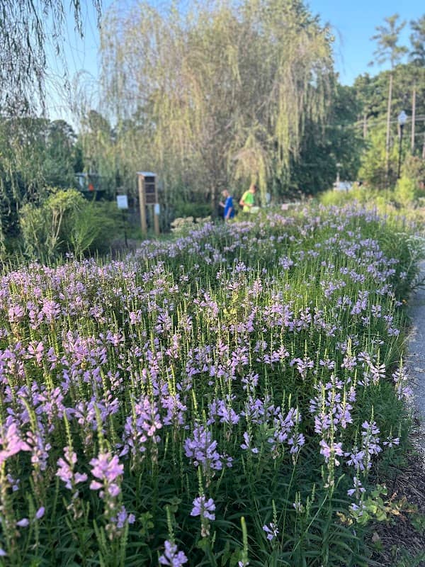 Apex Native Pollinator Garden - Image 3