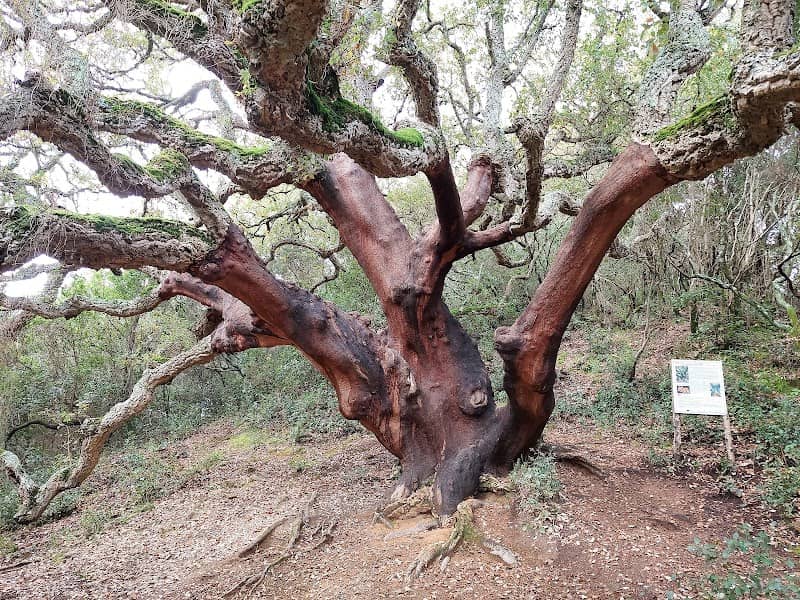 Cork oak - Image 1